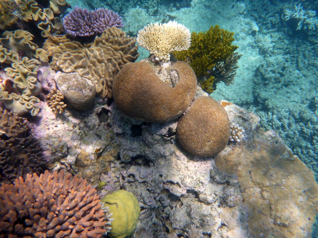 Coral, viewed from underwater