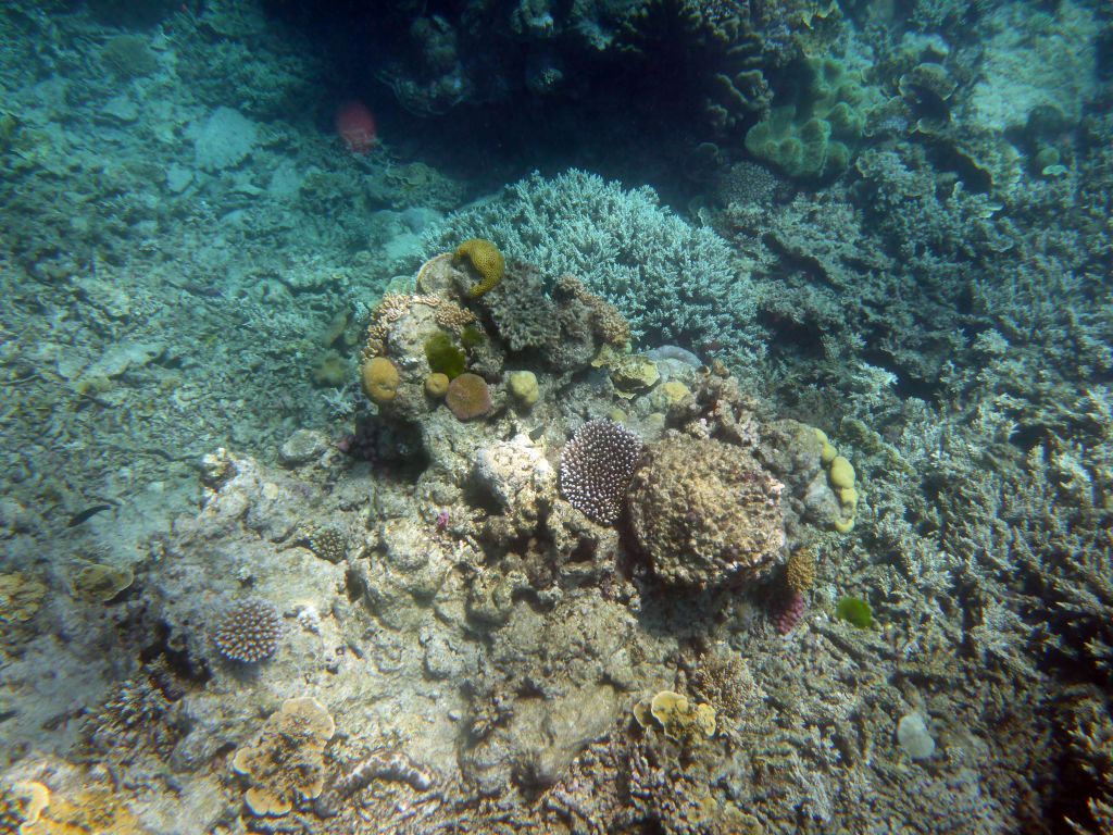 Coral, viewed from underwater