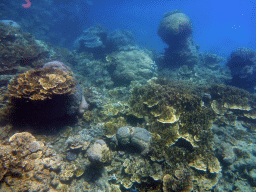 Coral, viewed from underwater