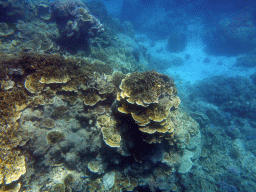 Coral and school of fish, viewed from underwater