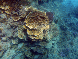 Coral, viewed from underwater