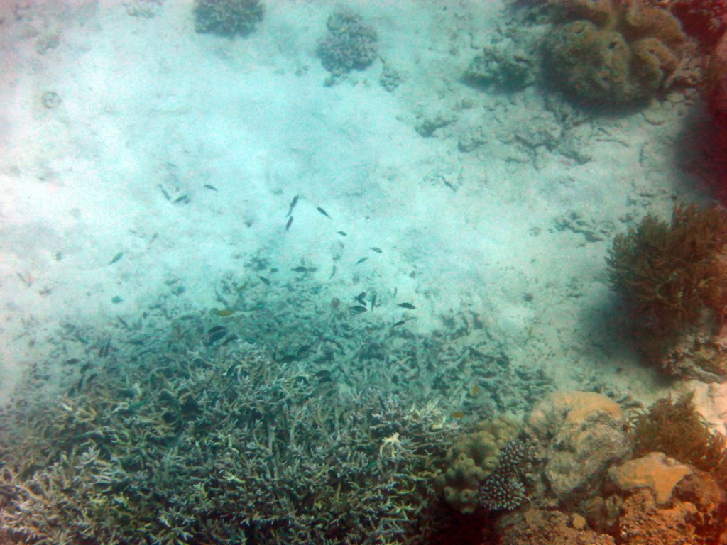 Coral and school of fish, viewed from underwater