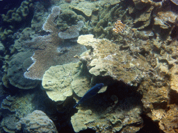 Coral and fish, viewed from underwater