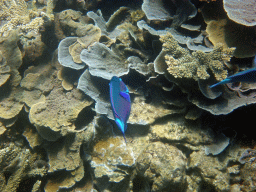 Coral and fish, viewed from underwater