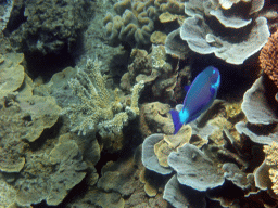 Coral and fish, viewed from underwater