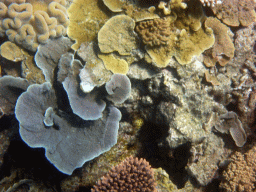 Coral, viewed from underwater