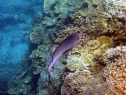 Coral and Red Bass, viewed from underwater