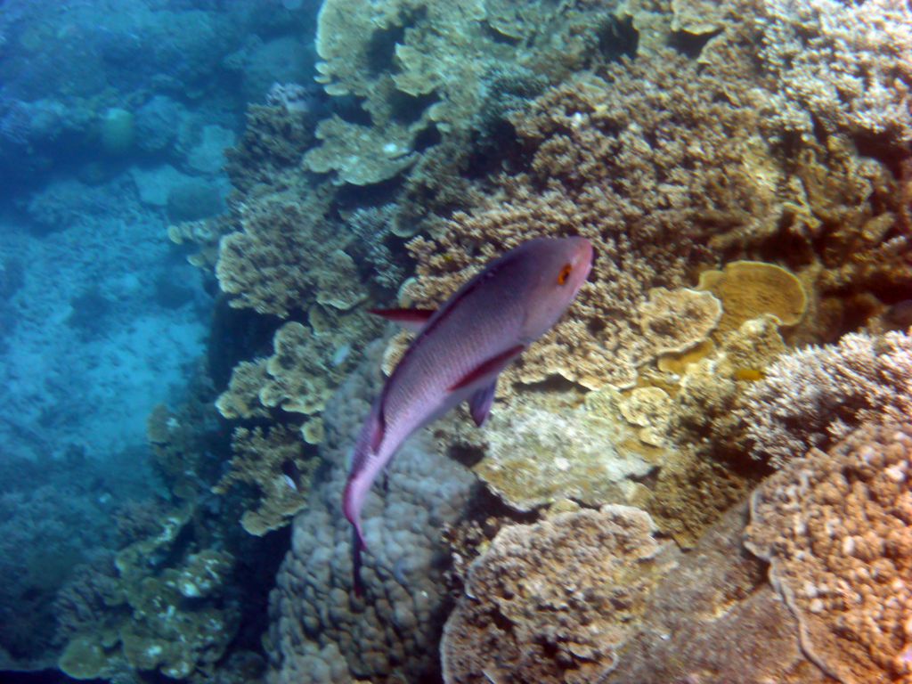 Coral and Red Bass, viewed from underwater