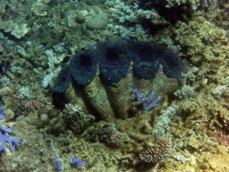 Giant Clam, coral and fish, viewed from underwater