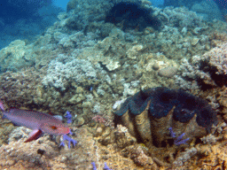 Giant Clams, coral and Red Bass, viewed from underwater
