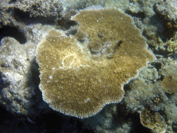 Coral, viewed from underwater