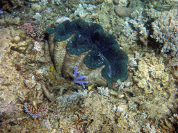 Giant Clam and coral, viewed from underwater