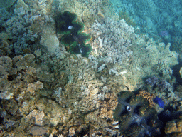 Giant Clams and coral, viewed from underwater