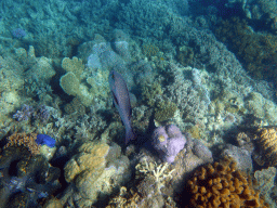 Coral and Red Bass, viewed from underwater