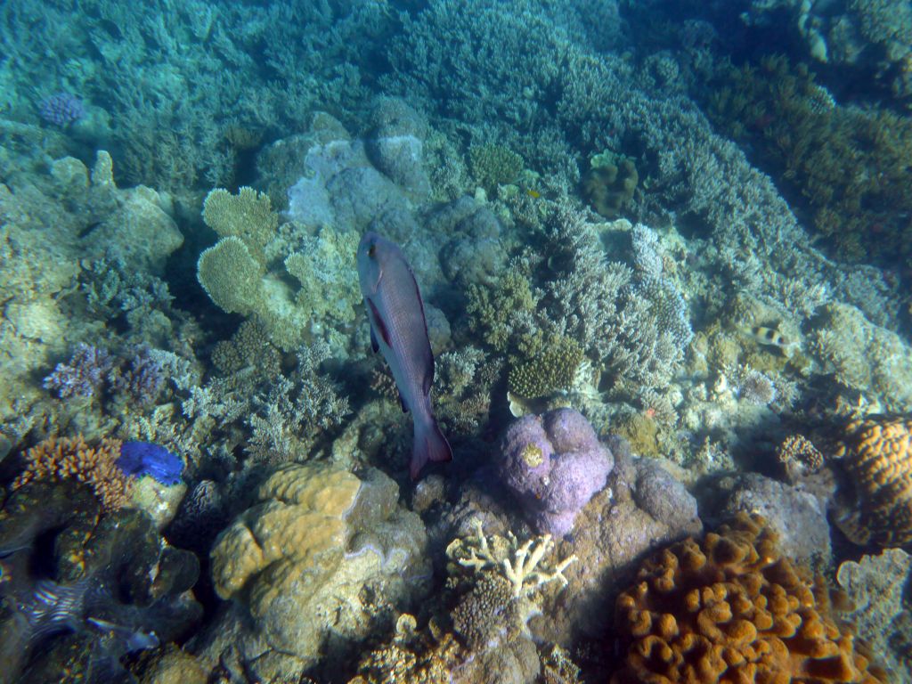 Coral and Red Bass, viewed from underwater