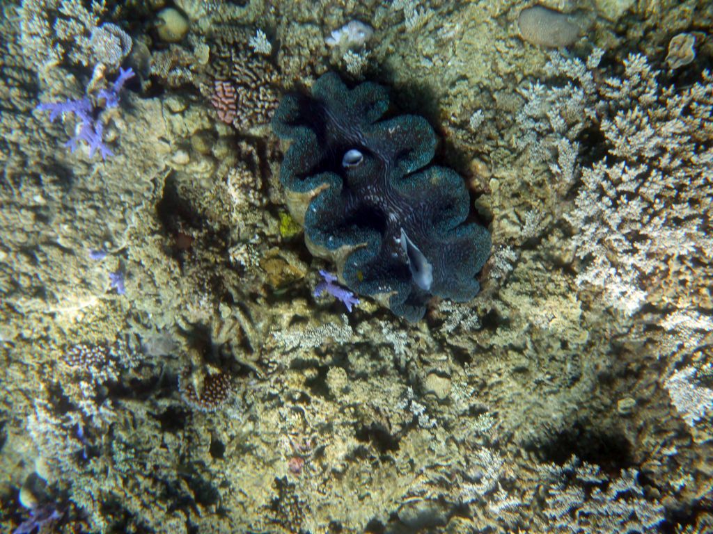 Giant Clam and coral, viewed from underwater