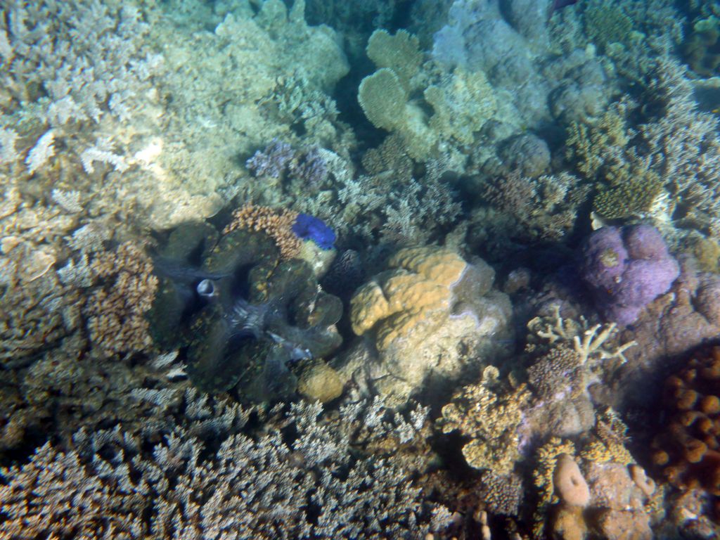 Giant Clam and coral, viewed from underwater