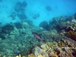 Giant Clam, coral, Red Bass and other fish, viewed from underwater