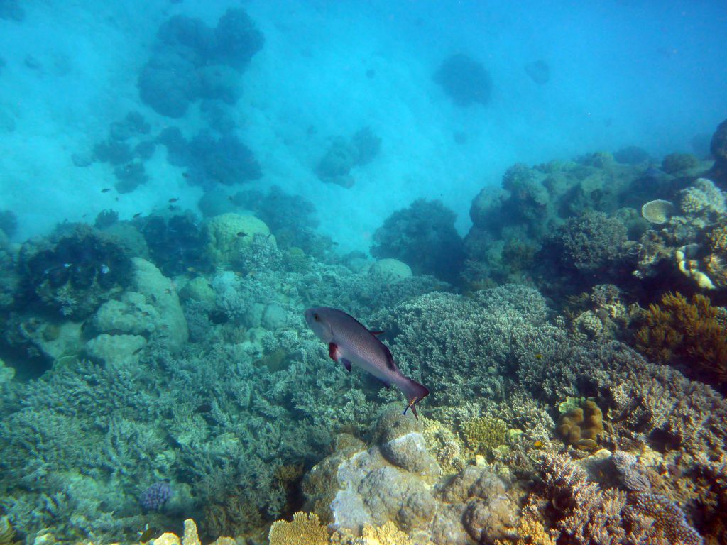 Giant Clam, coral, Red Bass and other fish, viewed from underwater