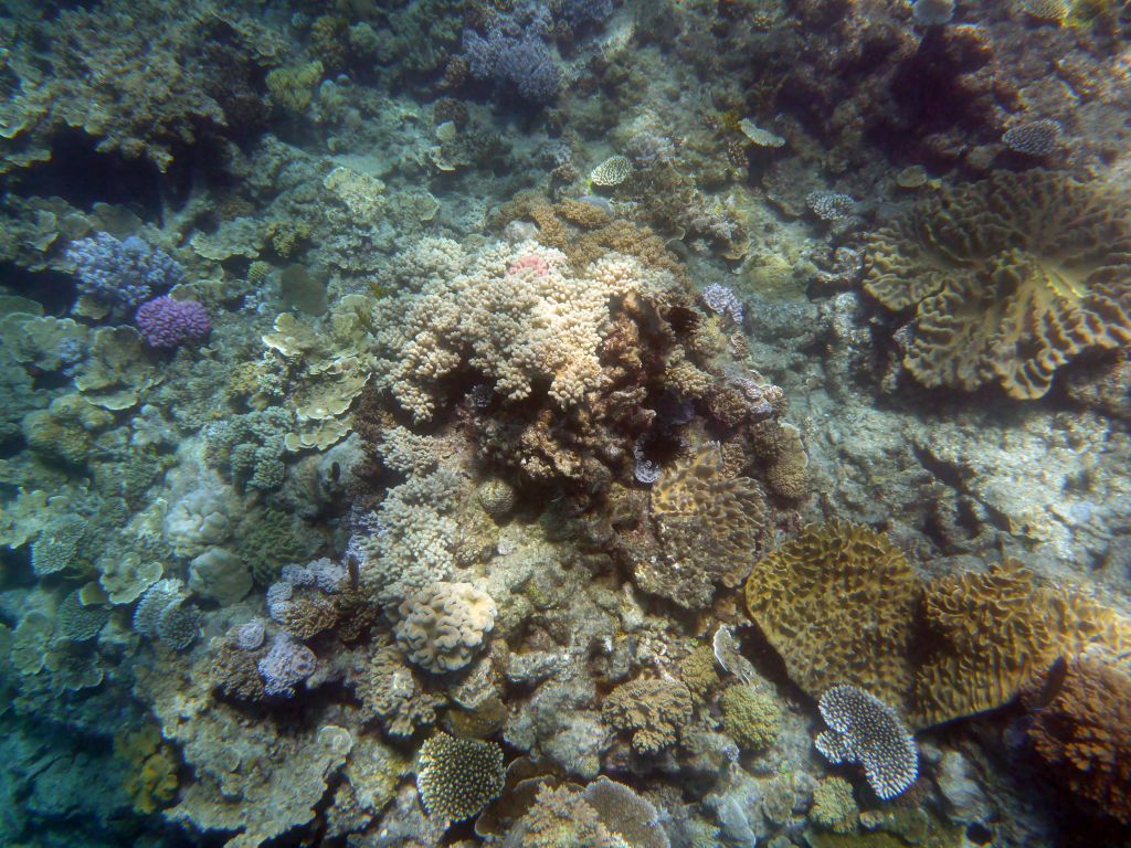 Coral and fish, viewed from underwater