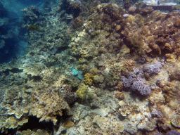Coral and Surf Parrotfish, viewed from underwater