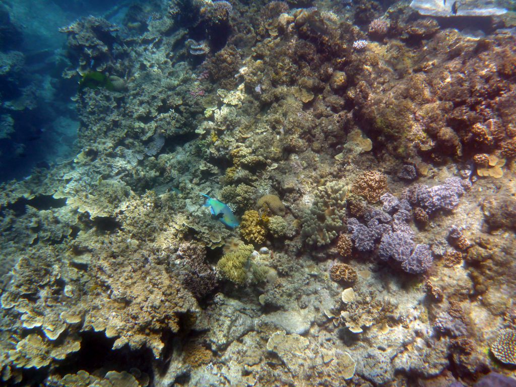 Coral and Surf Parrotfish, viewed from underwater