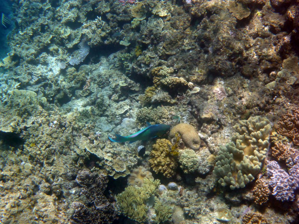 Coral and Surf Parrotfish, viewed from underwater