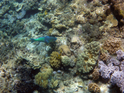 Coral and Surf Parrotfish, viewed from underwater