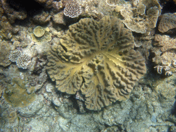 Coral, viewed from underwater