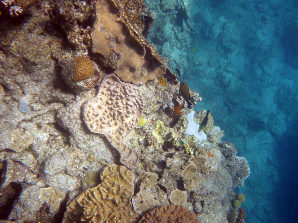 Coral and fish, viewed from underwater