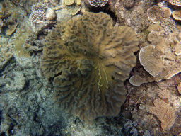 Coral, viewed from underwater