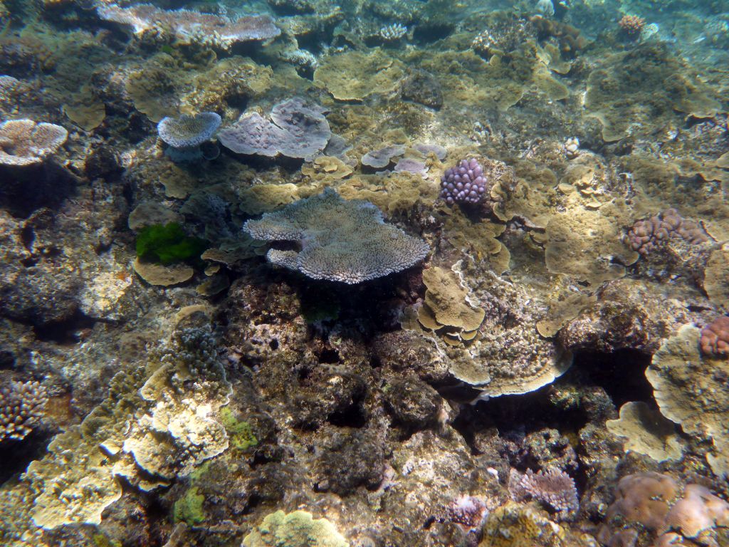 Coral, viewed from underwater