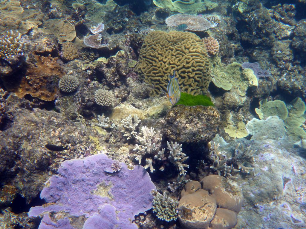 Coral and Striped Surgeonfish, viewed from underwater