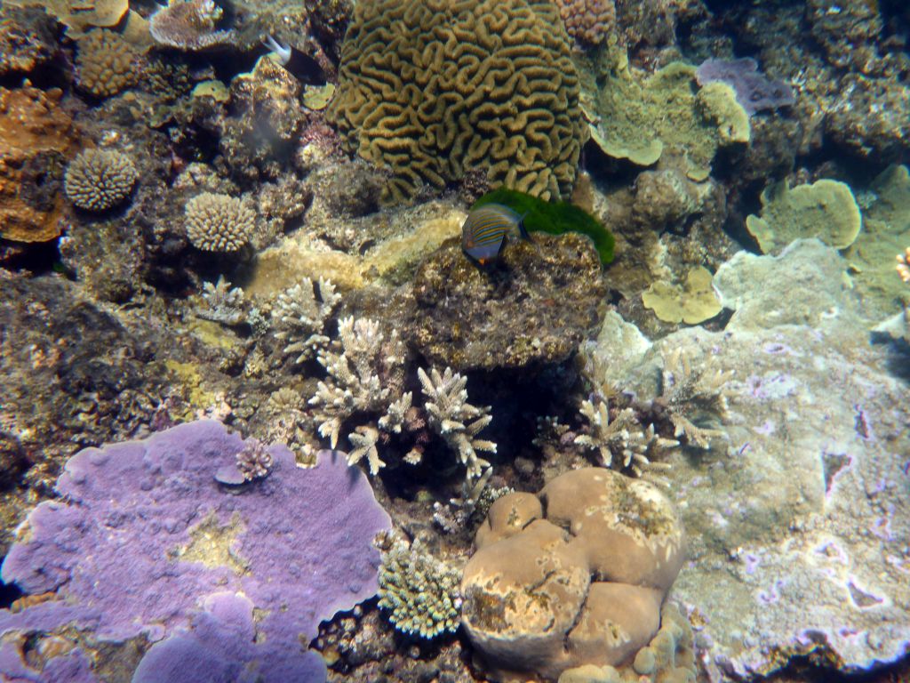 Coral, Striped Surgeonfish and other fish, viewed from underwater