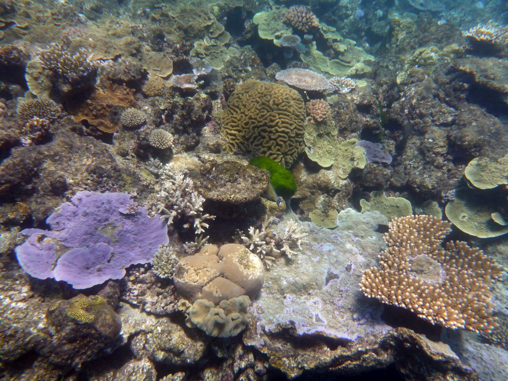 Coral and Striped Surgeonfish, viewed from underwater