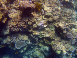 Coral, viewed from underwater