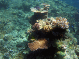 Coral and fish, viewed from underwater