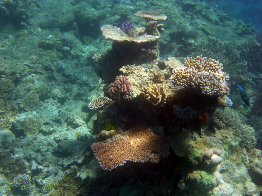 Coral and fish, viewed from underwater