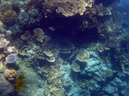 Coral, viewed from underwater