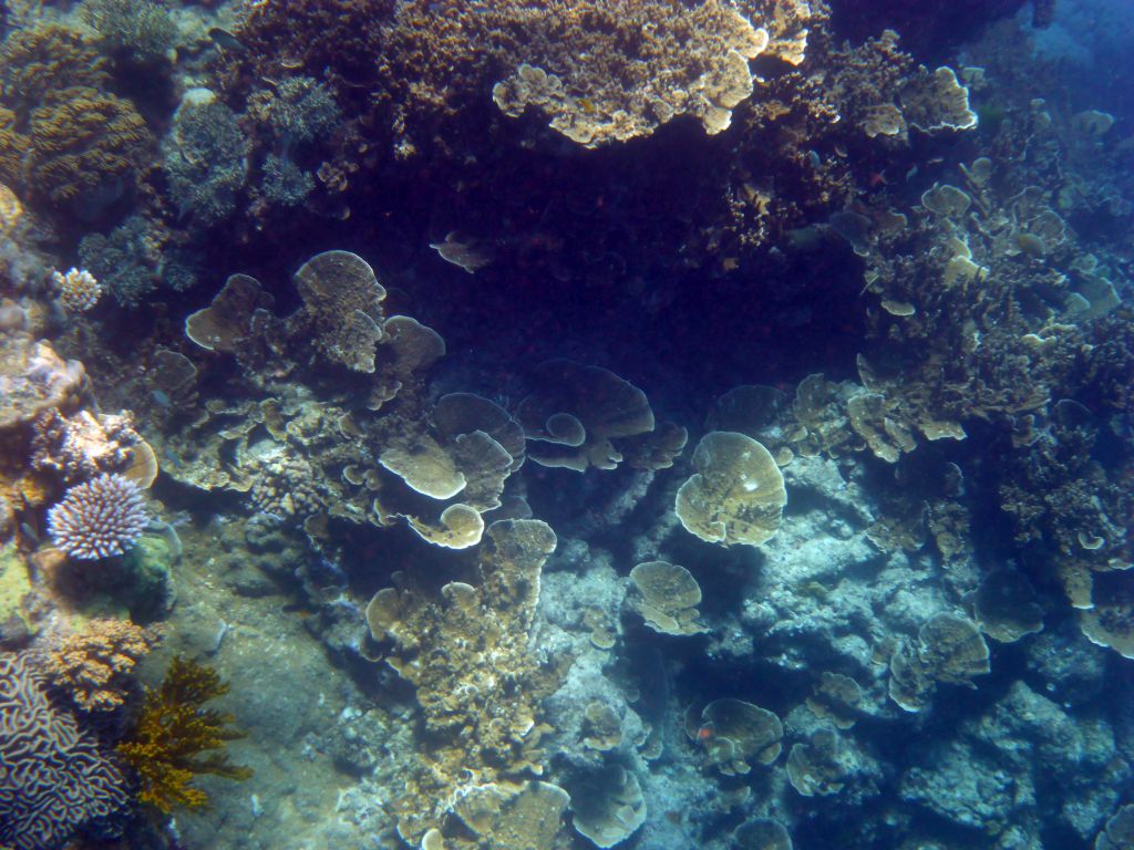 Coral, viewed from underwater