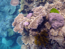 Coral, viewed from underwater