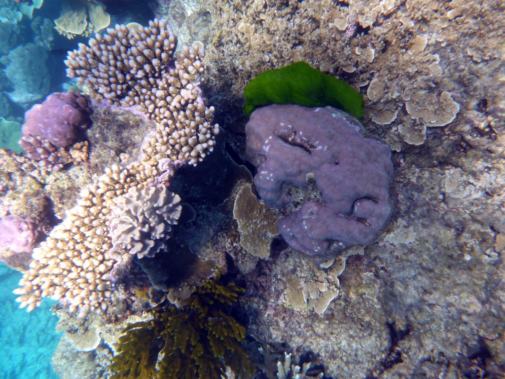 Coral, viewed from underwater