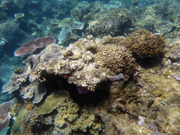 Coral, viewed from underwater