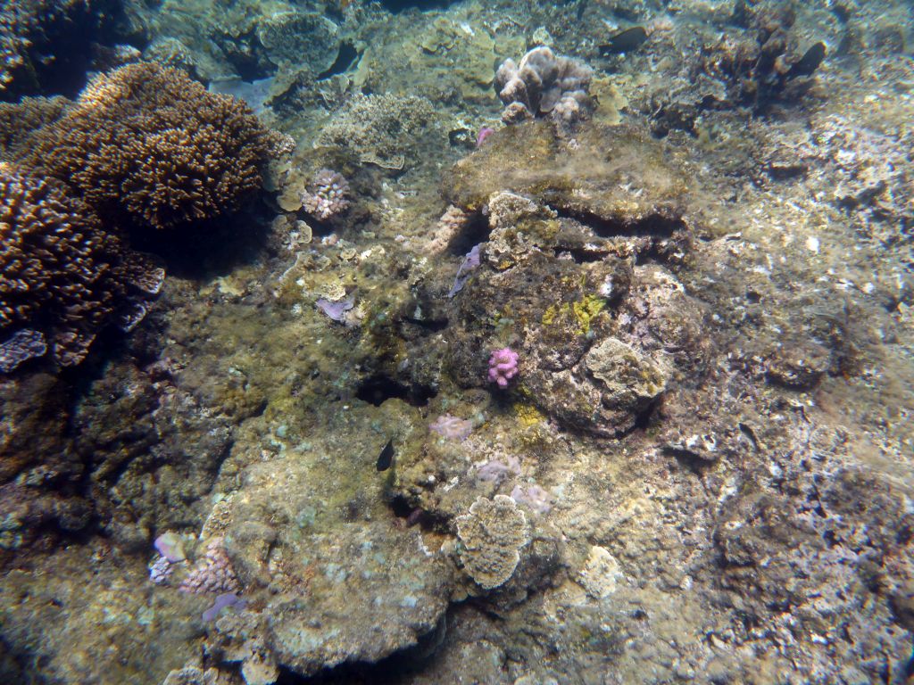 Coral, viewed from underwater