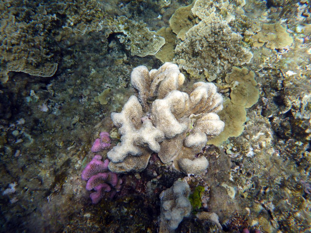 Coral, viewed from underwater