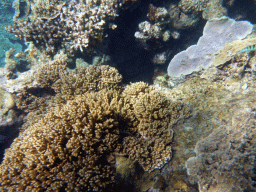 Coral and fish, viewed from underwater