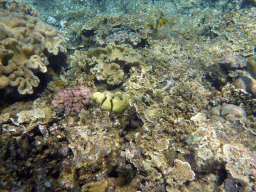 Coral and Striped Surgeonfish, viewed from underwater