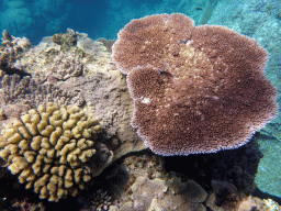 Coral, viewed from underwater