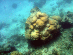 Coral, viewed from underwater