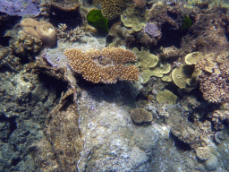 Coral, viewed from underwater